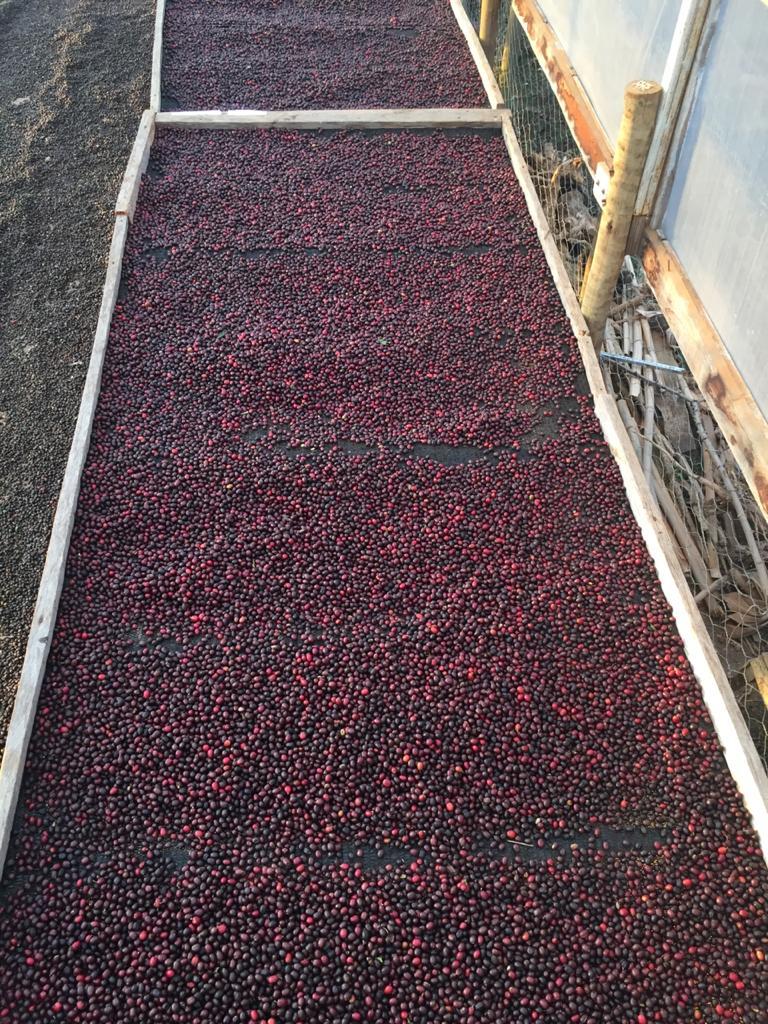 Sitio castorino cafés Xavier