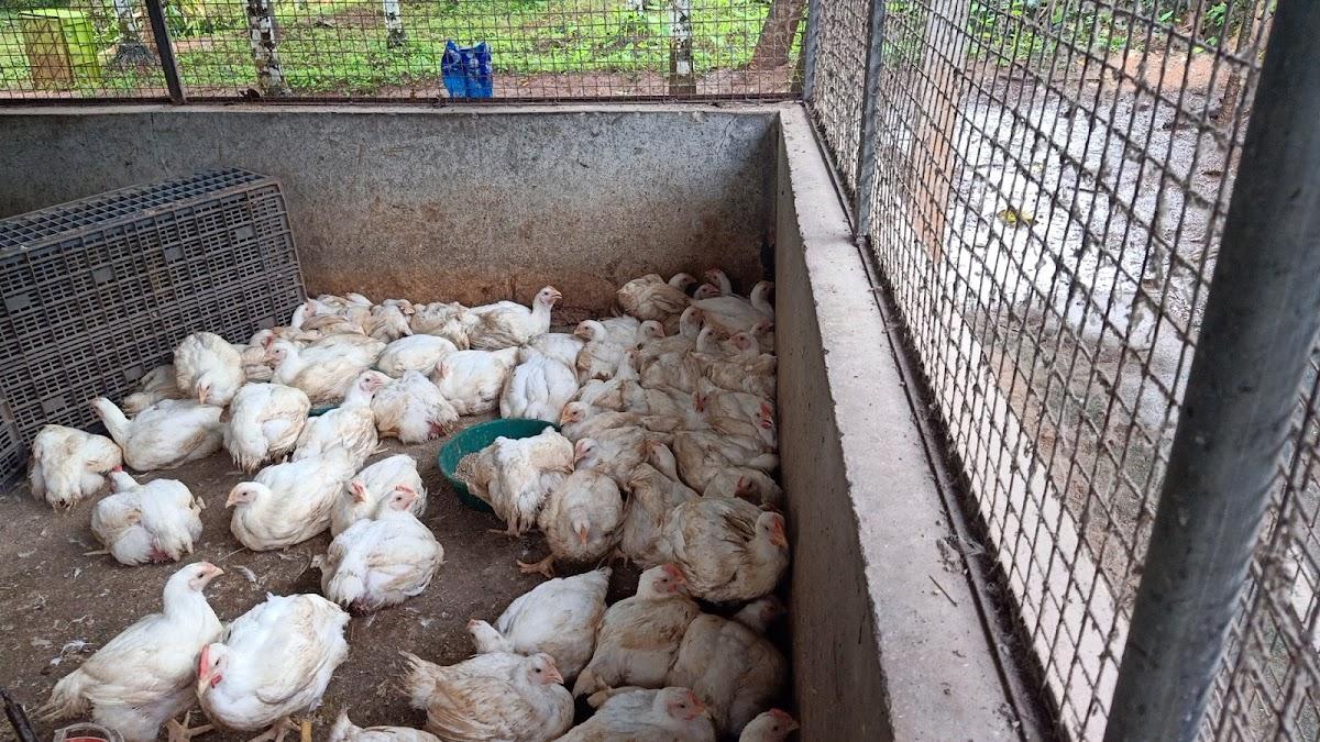 കാരക്കുന്ന് ചിക്കൻ സ്റ്റാൾ