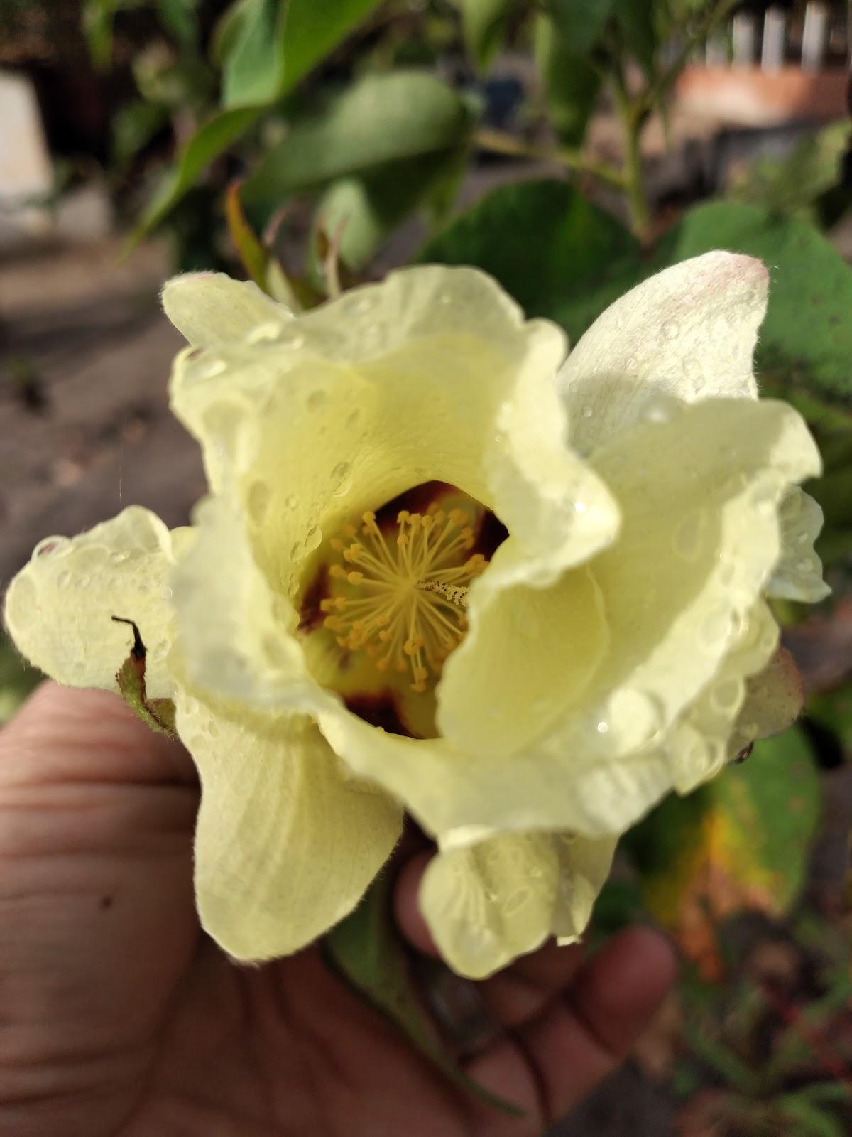 Restaurante Dona Toca