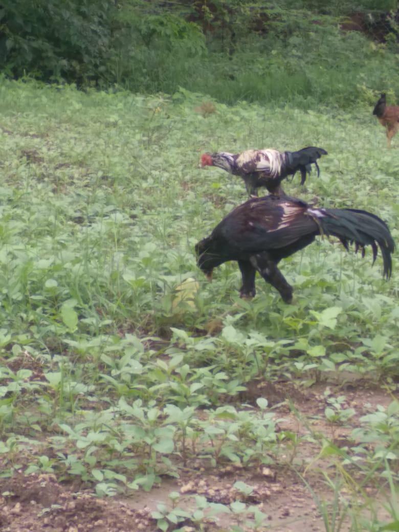 Amarjeet Panchal Pig Farm