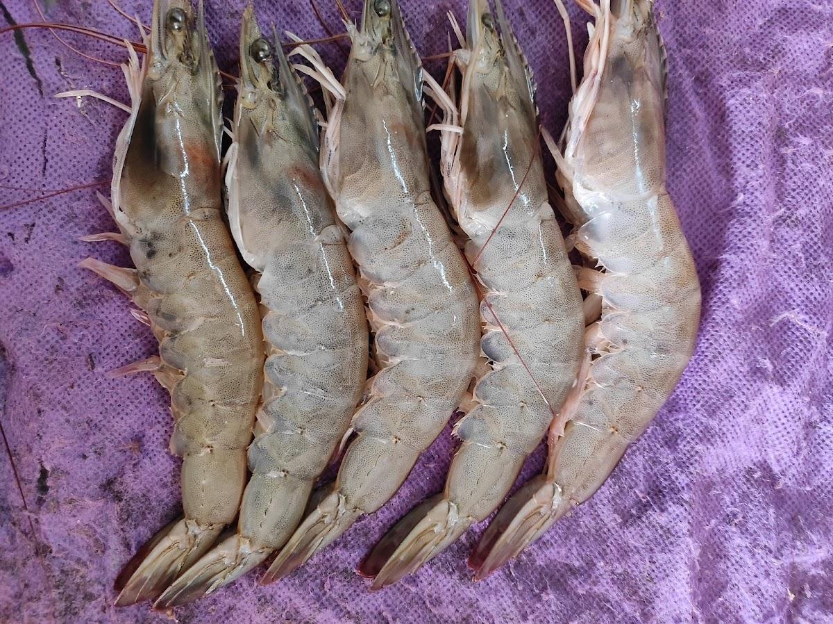 EKTA CHICKEN & FISH