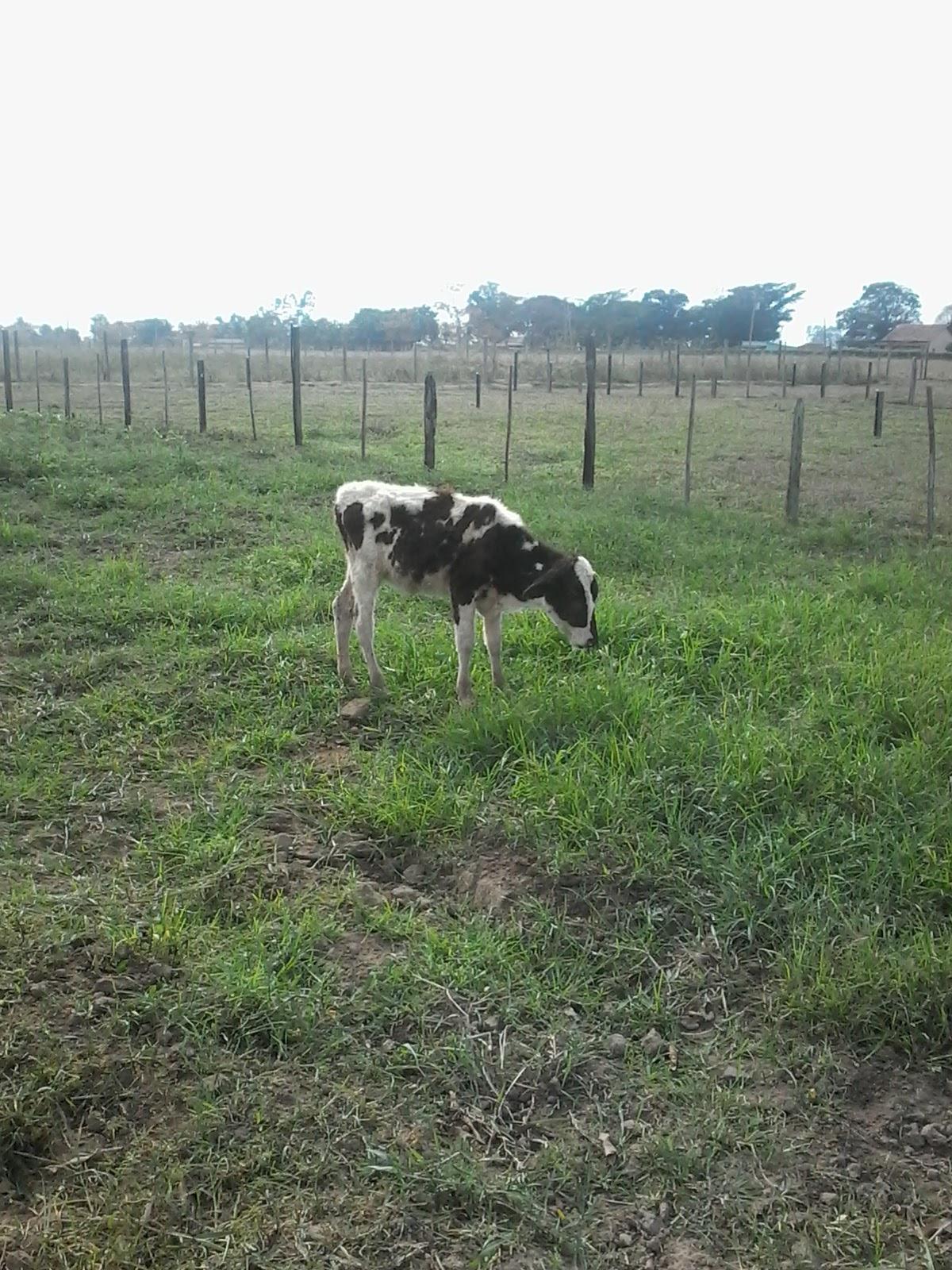 Bar E Mercearia do Aloisio