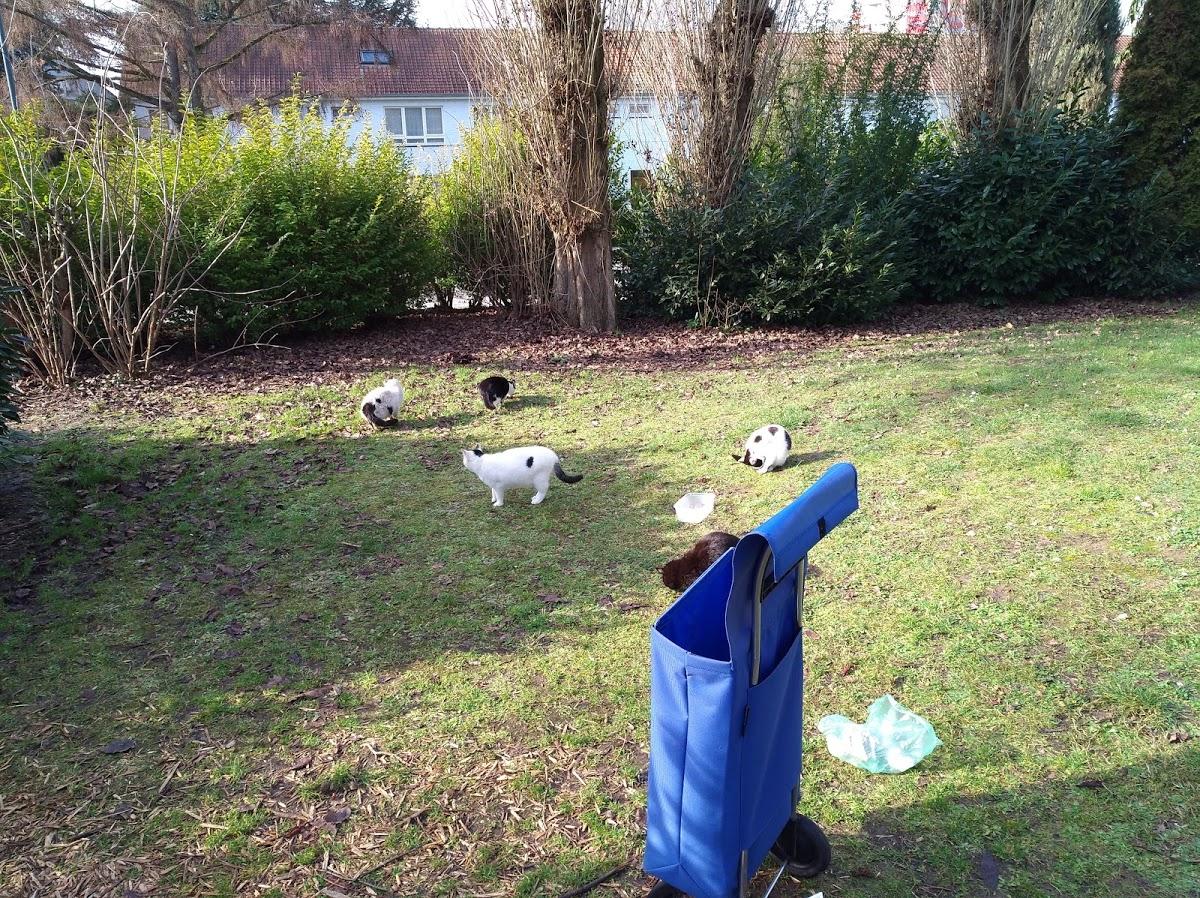 Sushi Gourmet Basilix