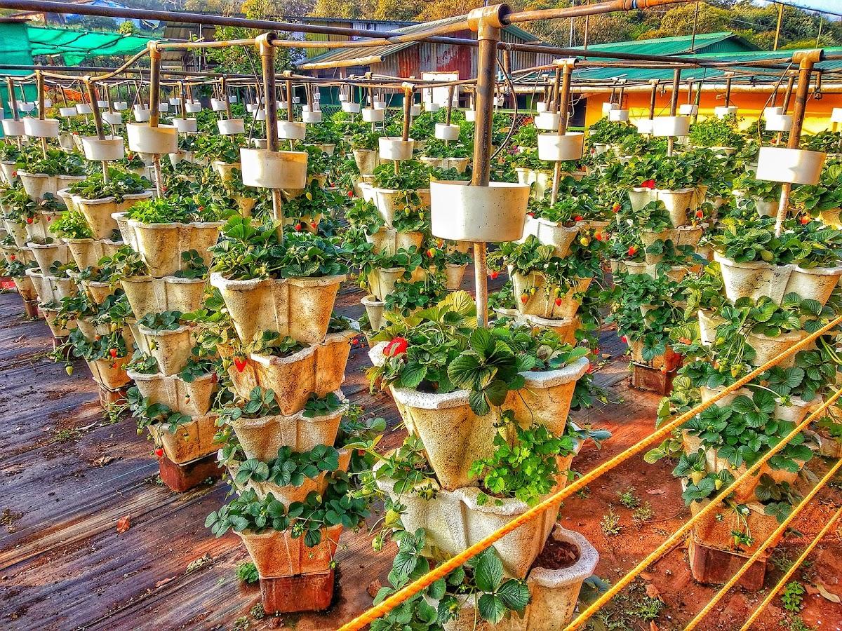 SABA STRAWBERRY GARDEN