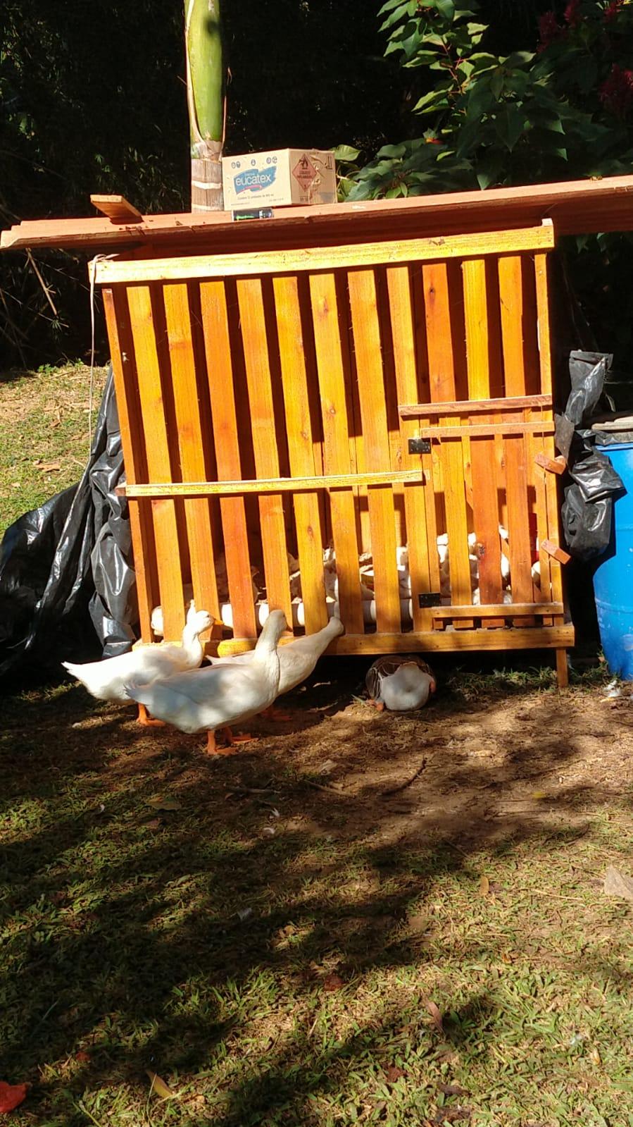 Pesque e Pague do Silésio