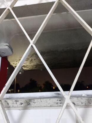 Big Dog Cordeiros Itajaí