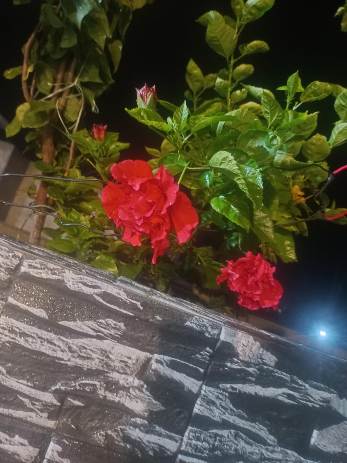 The Urban Terrace Roof Top & Restaurant