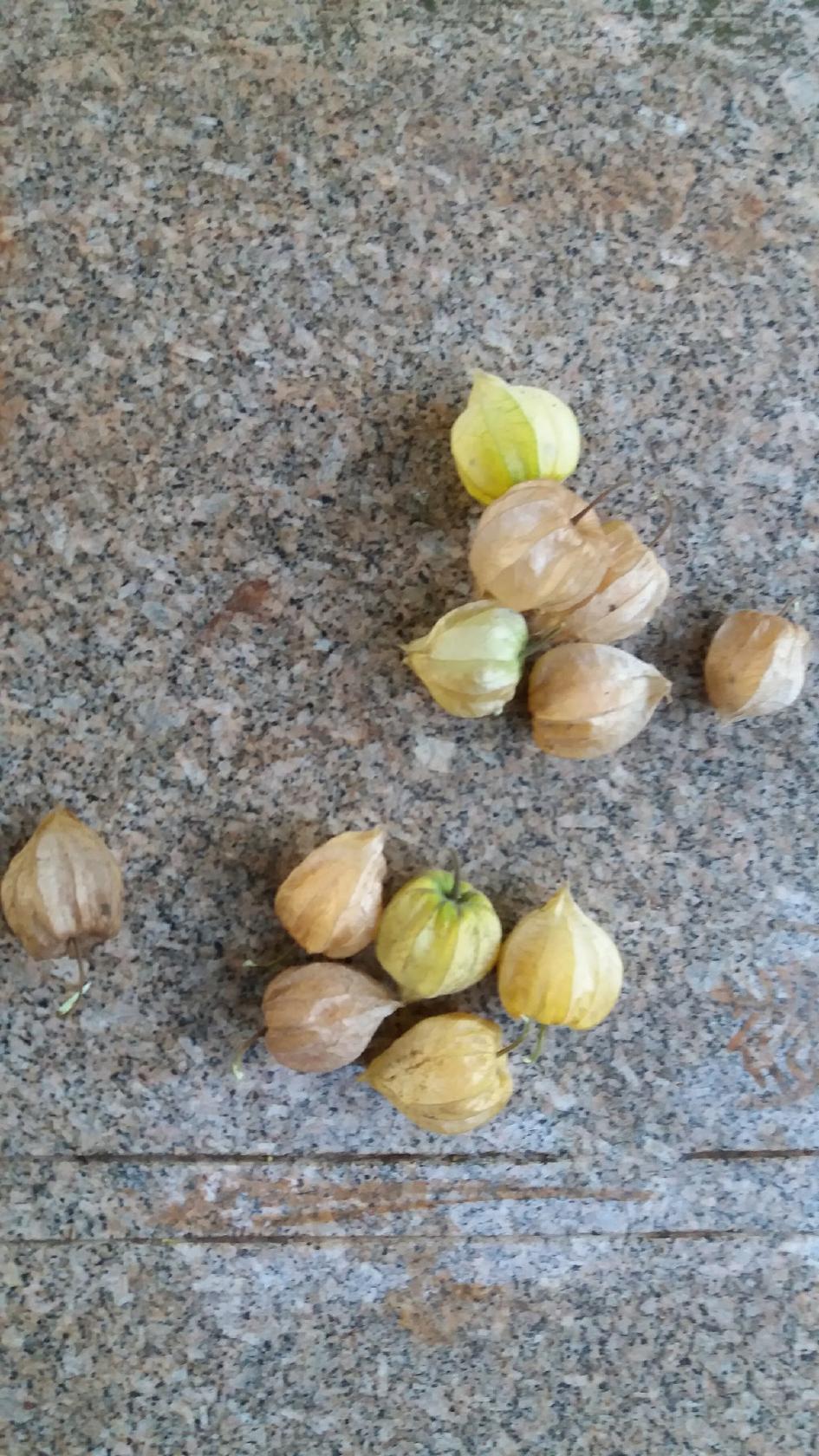 PS'S PUB (Josué Padilha)