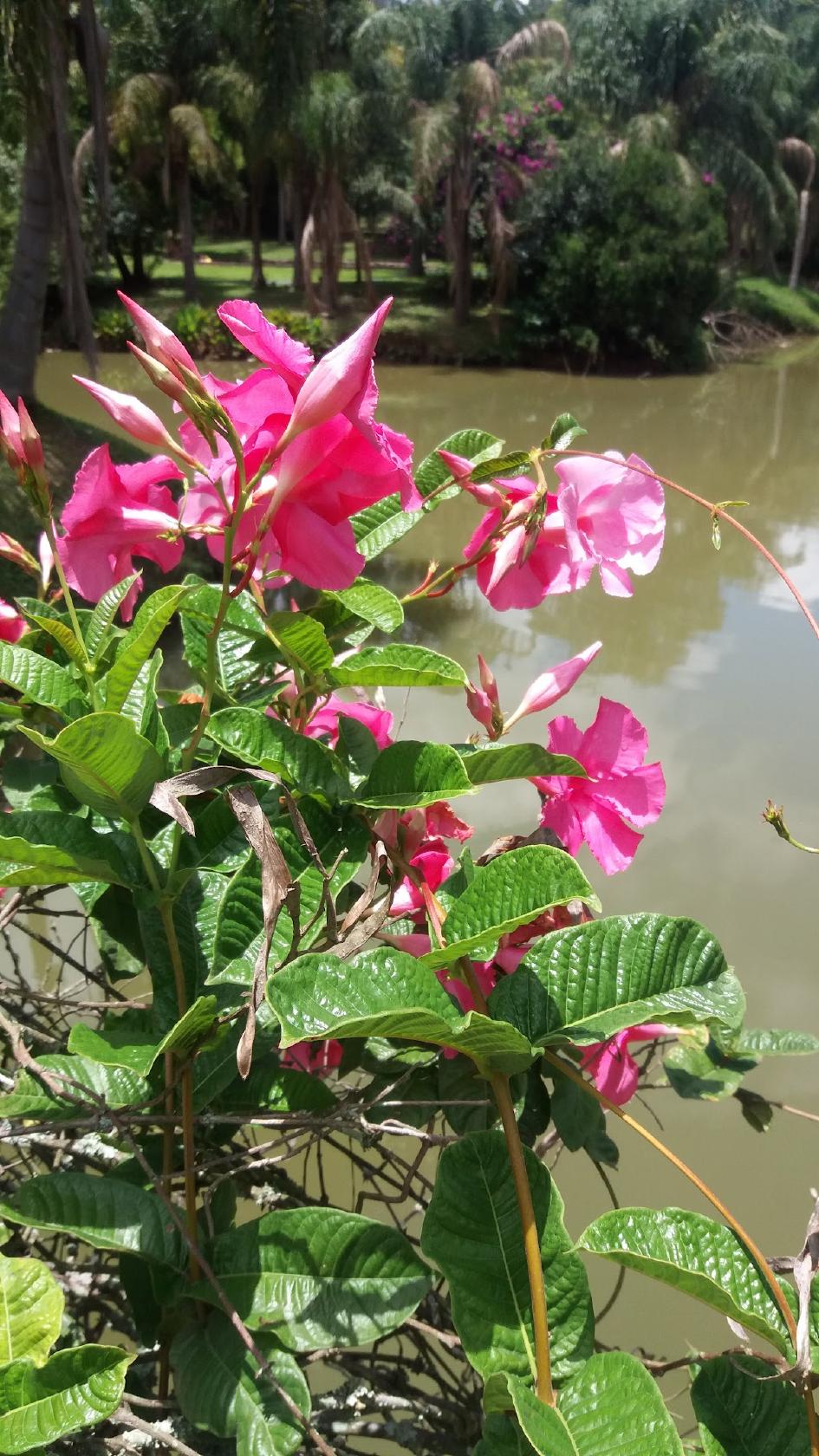 Restaurante e Pousada Recanto Da Natureza