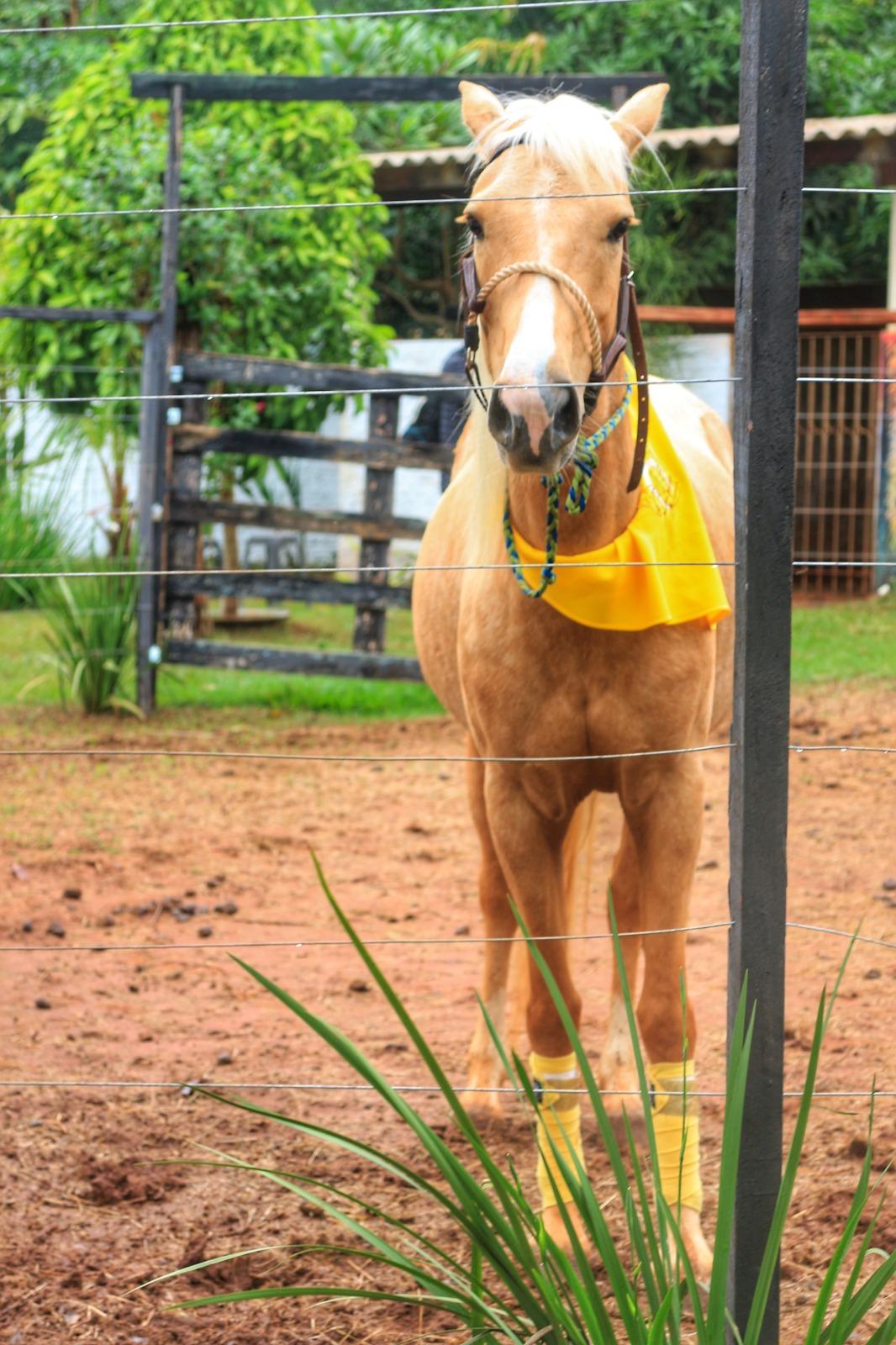 Café Colonial Amor & Flores Garden Cafeteria Floricultura Pesqueiro Chácara para Casamentos e Festa