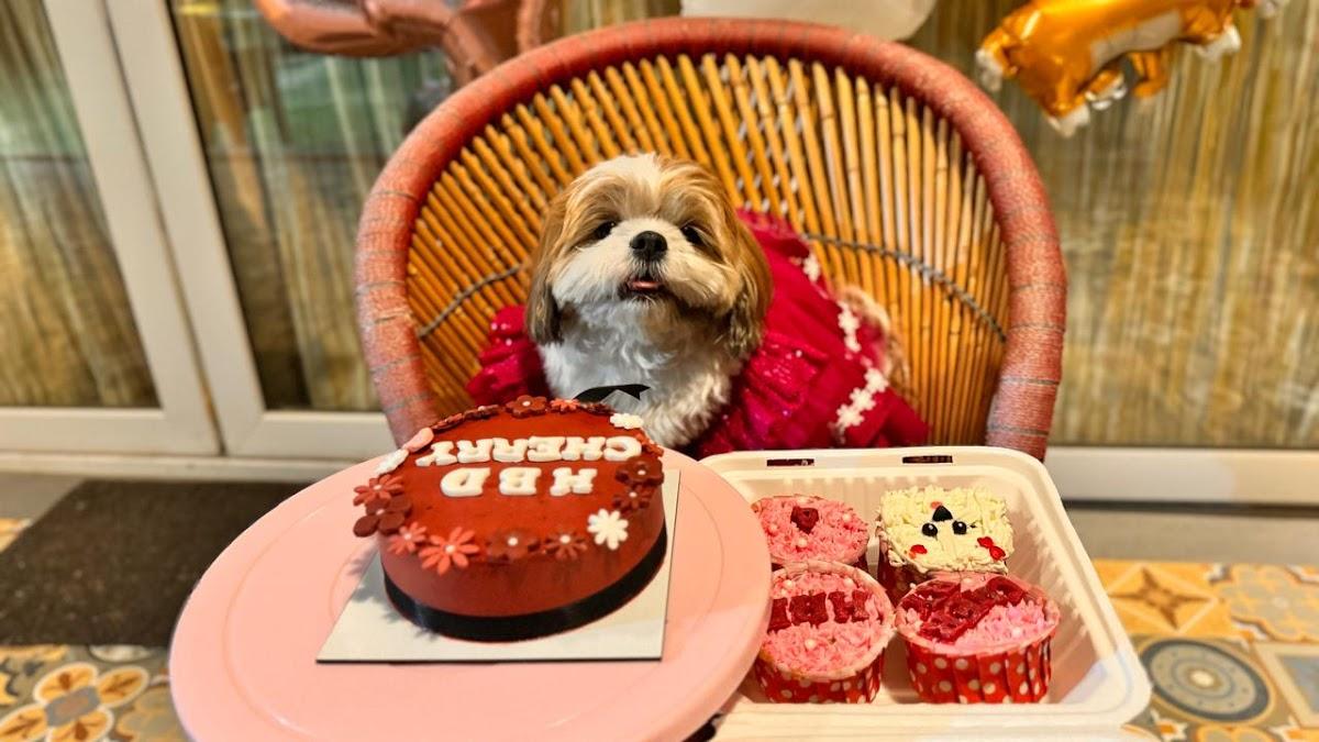 The Furry Baker - Pet friendly,Dog cakes,Treats
