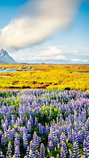 Ferme Auberge les blés d'or