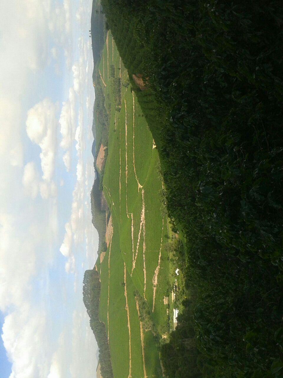 Fazenda angelo Roner uliana cedro