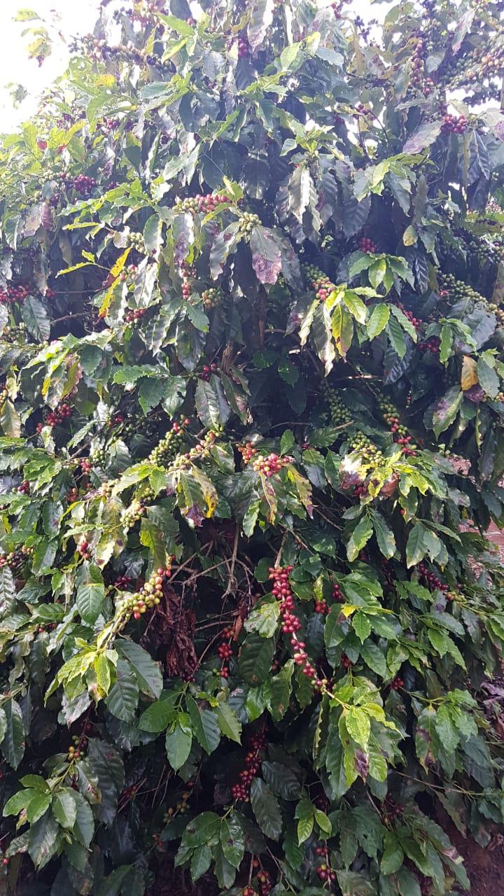 Sítio das Palmeiras Cafés Especiais