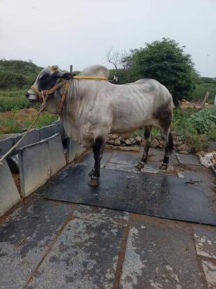 Khaja Hussain Tea Stall