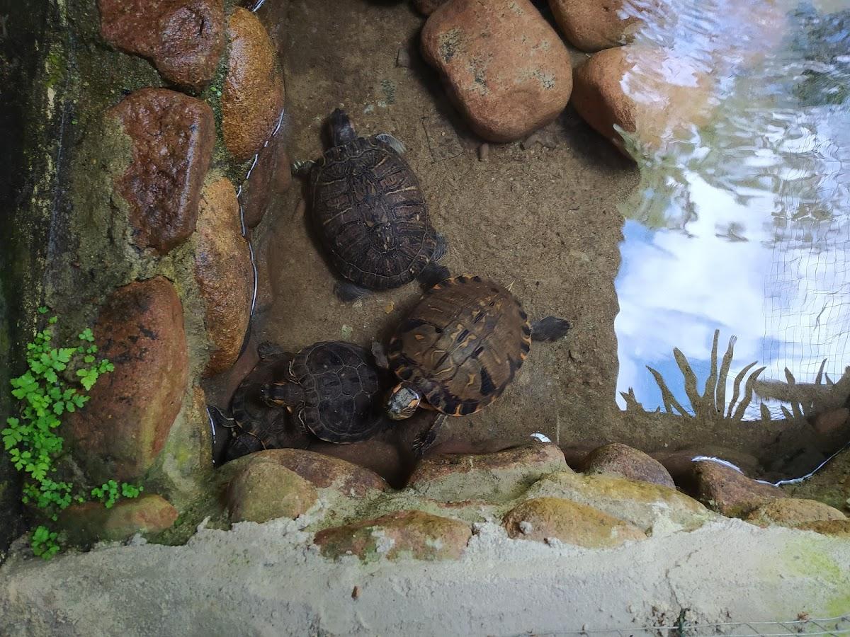 Restaurante e Lanchonete Roda d'Água
