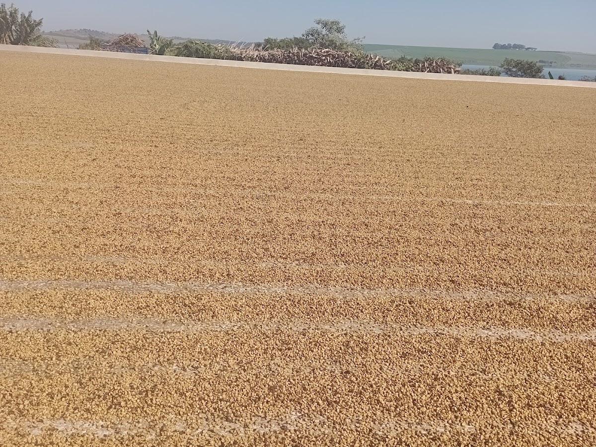 Fazenda Santa Amélia - Agro Hernandes
