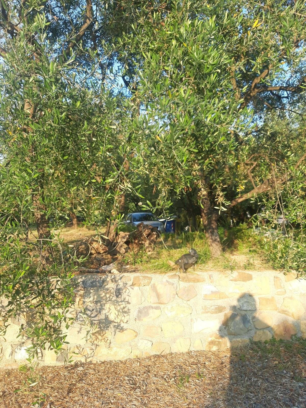 Agriturismo Green House