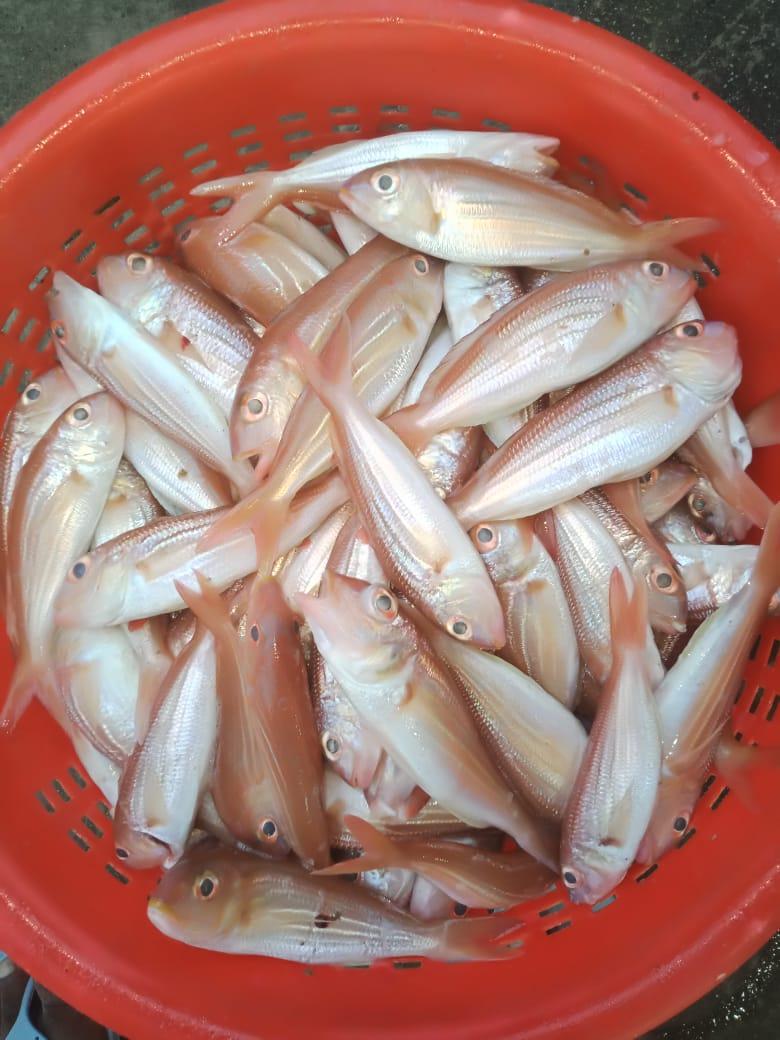 JJ Thoothukudi Fisher's