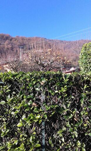 Europizza - Pizza Flash