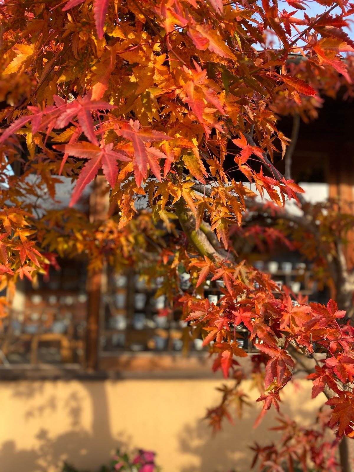 陶房遊カフェ Cafe stand tOt