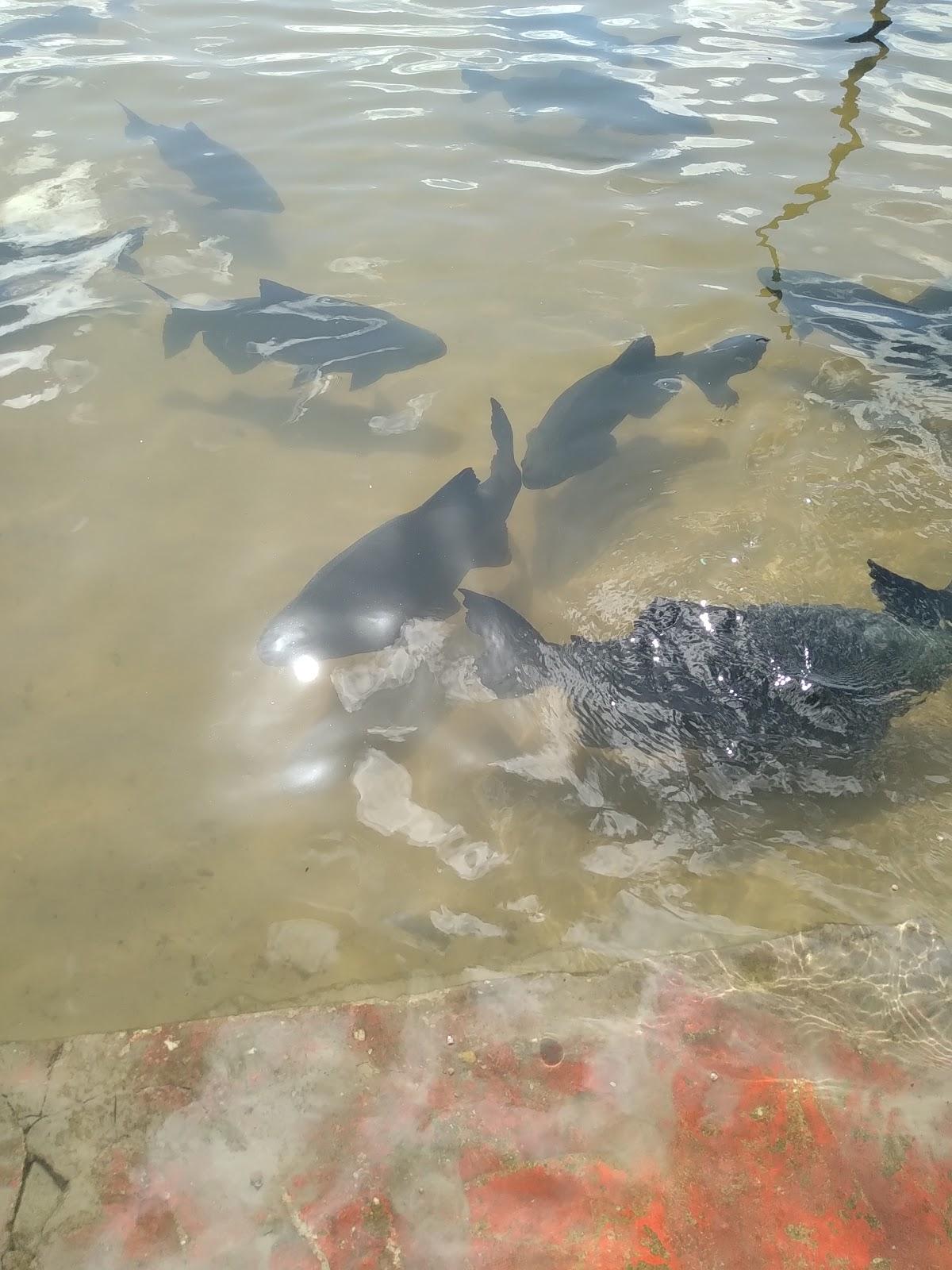 Restaurante E Pousada Laranjao Lagoa