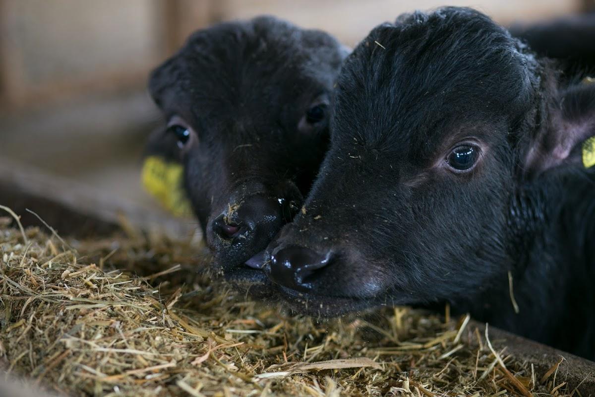 Il Granato - Caseificio e Yogurteria