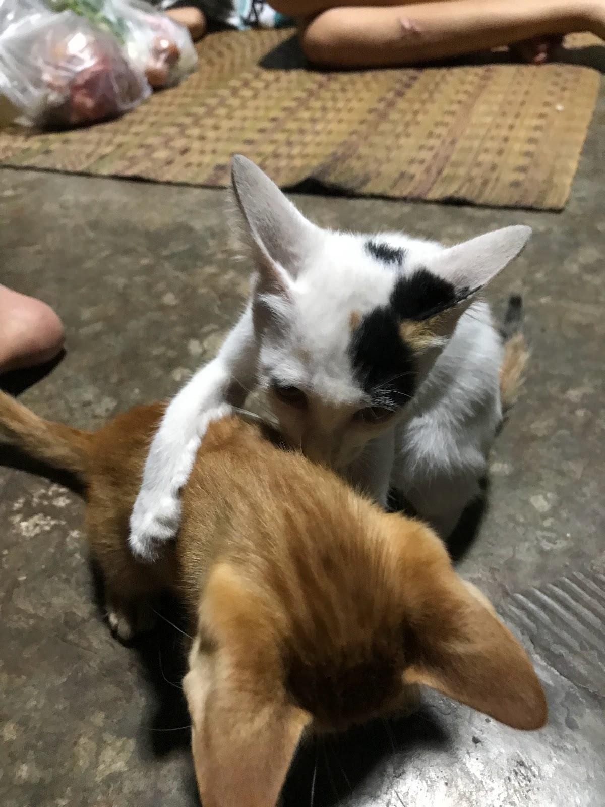 ชาบูบอยด์