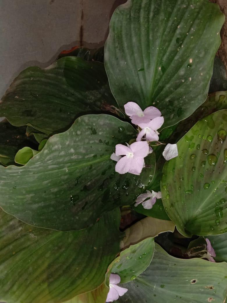 Shri Arvind Mahila College Canteen