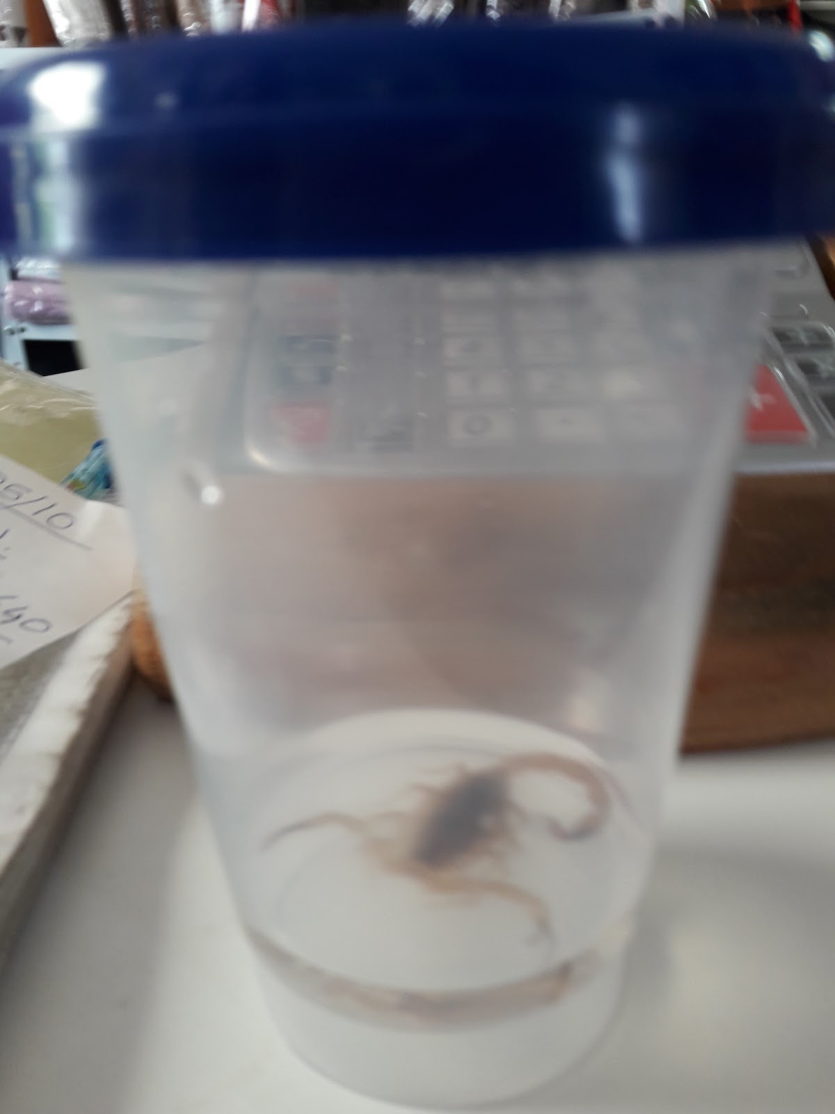 Scrat Gelateria e Cafeteria