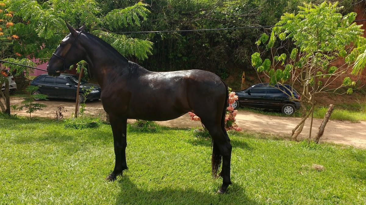 Restaurante Frango com Quiabo