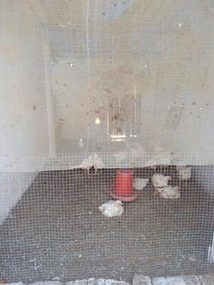 Rohit fresh chicken shop