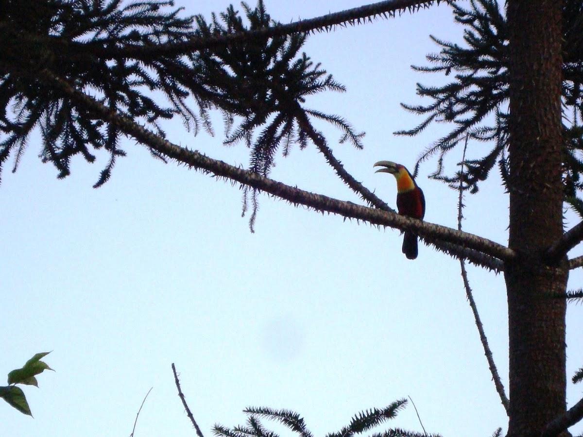 Visconde de Mauá Central de Reservas