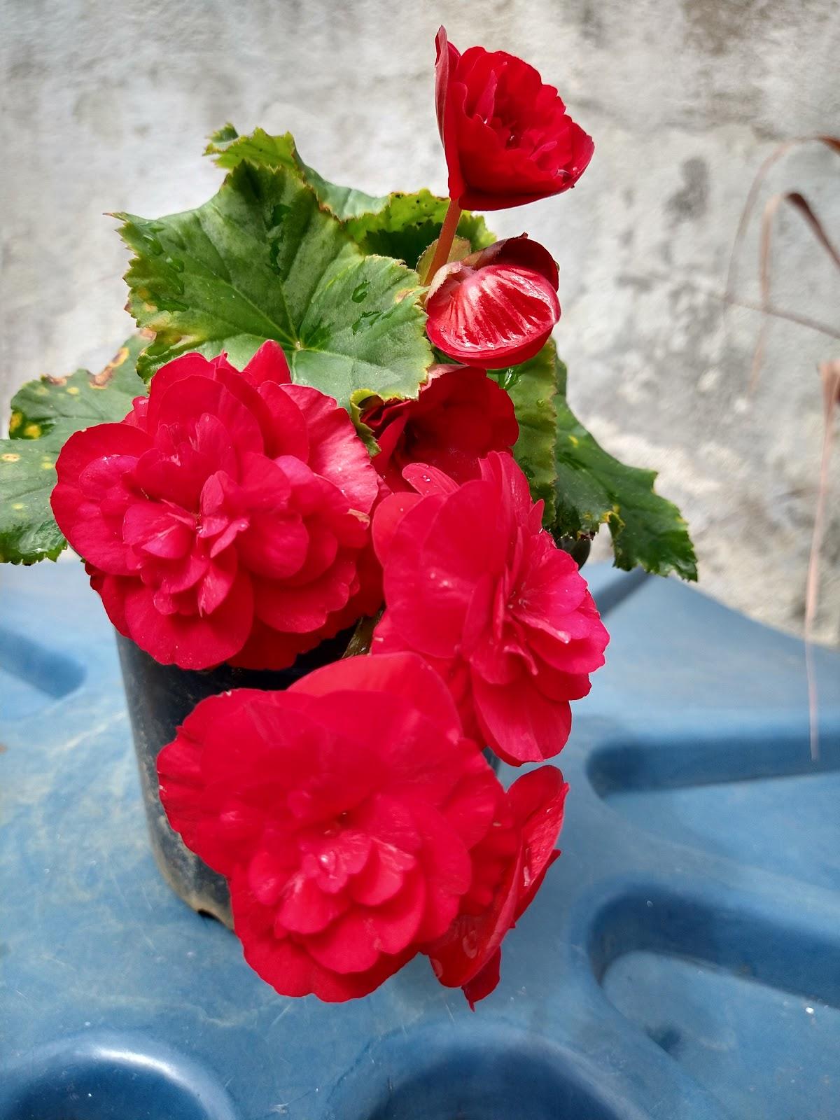 Mix Pizzaria e Lanchonete - Capelinha/MG