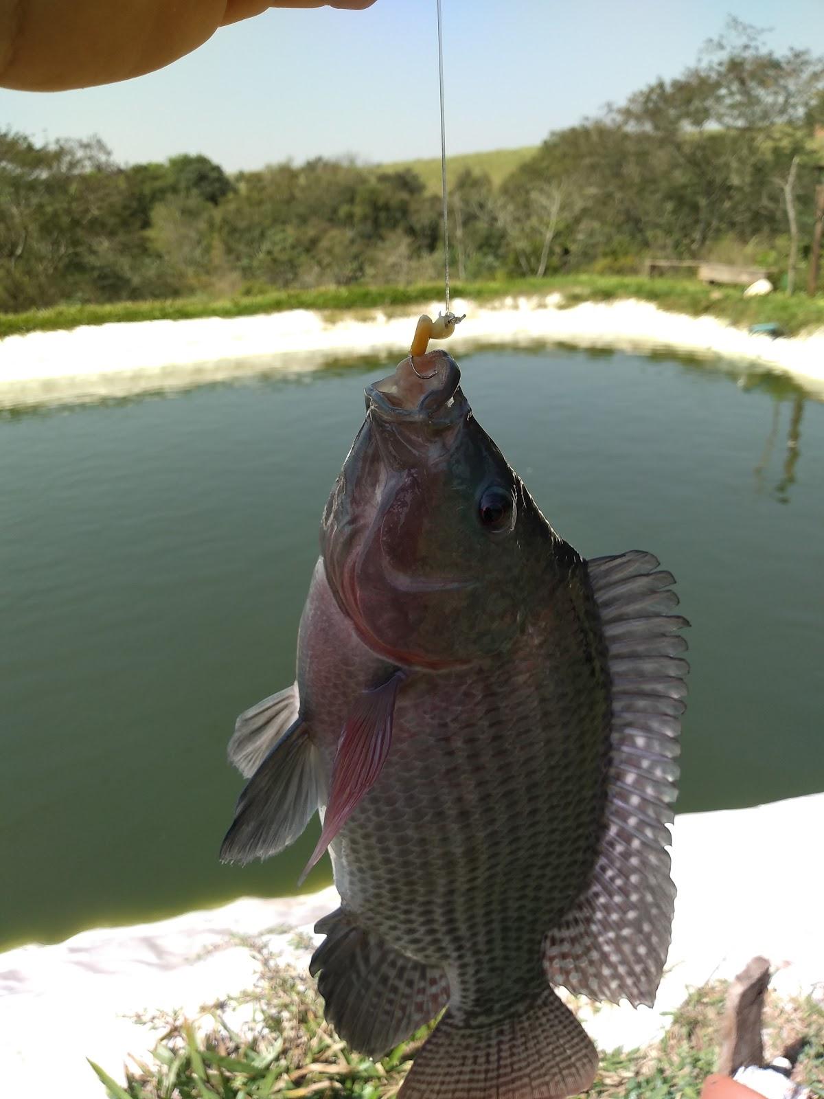 Pesque Pague Quintal De Casa