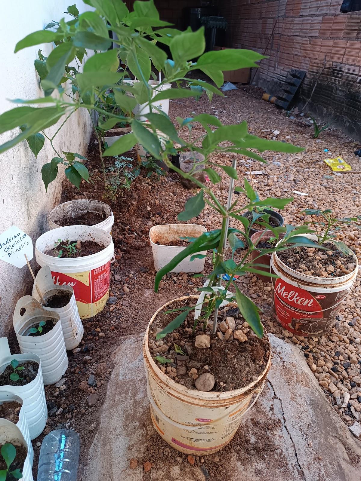 Panificadora Flor De Trigo