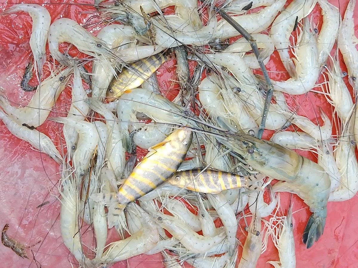 Food And Caffee House