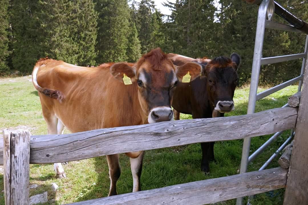 Perroude de Marchissy