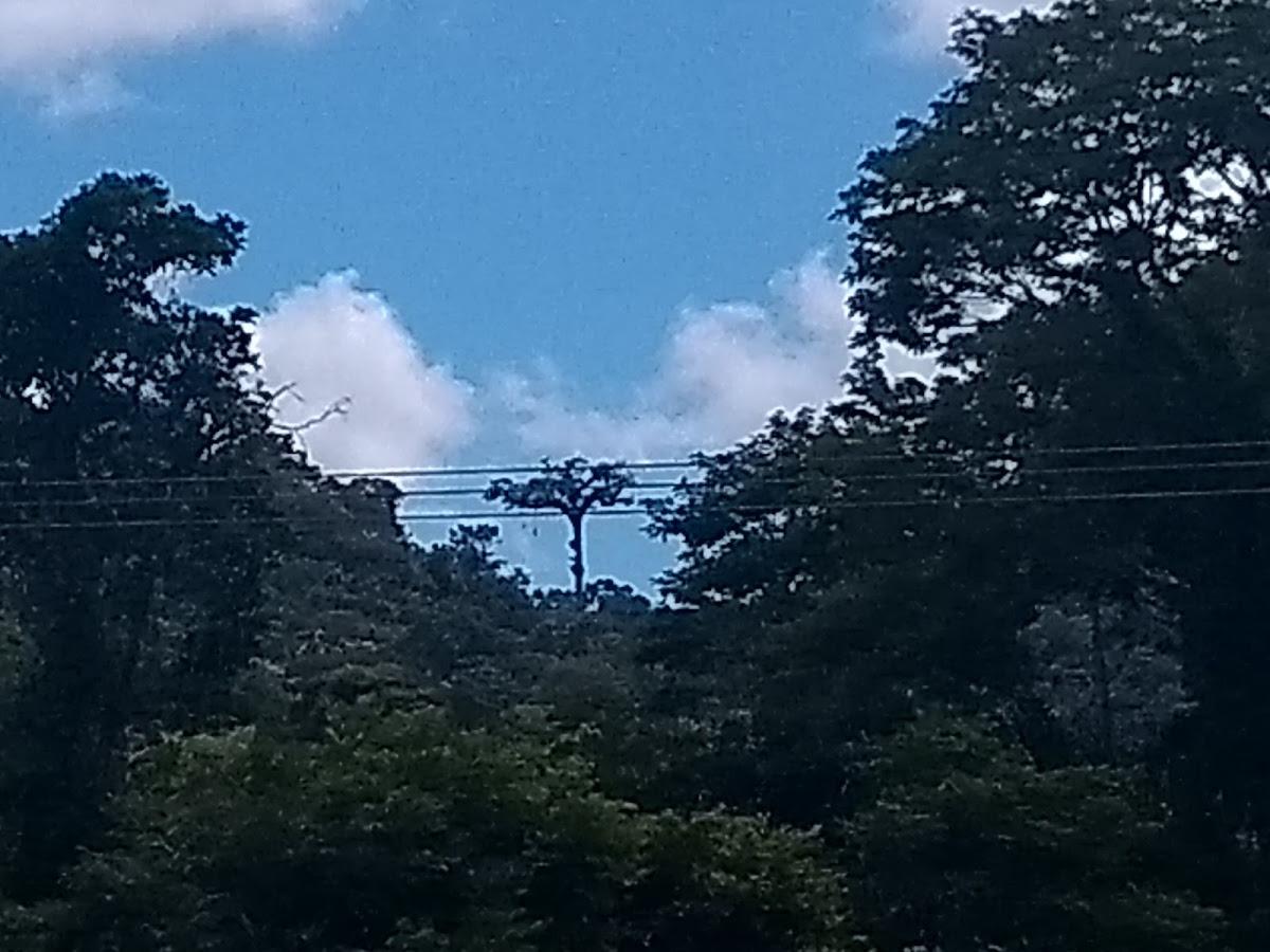 Lanchonete Maior Jequitiba do Brasil