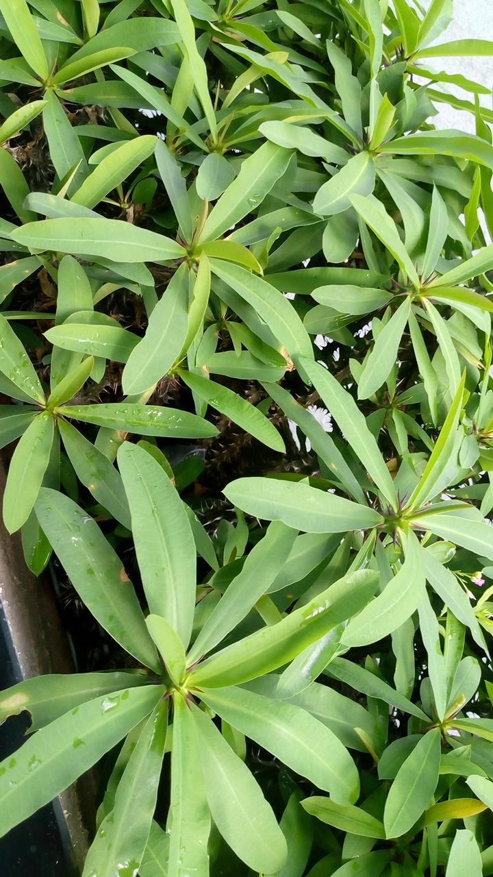 Panificadora Paraíso