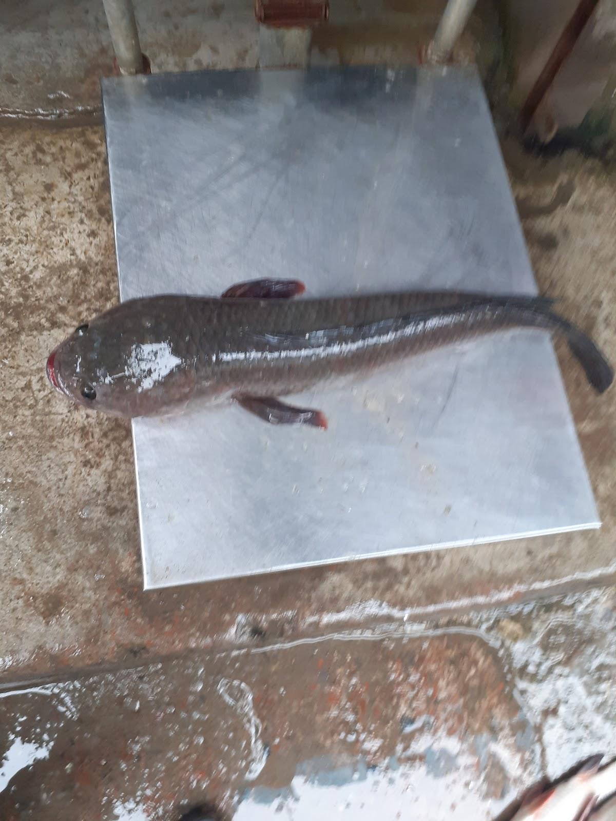 সৌরভ হোটেল এন্ড রেস্টুরেন্ট