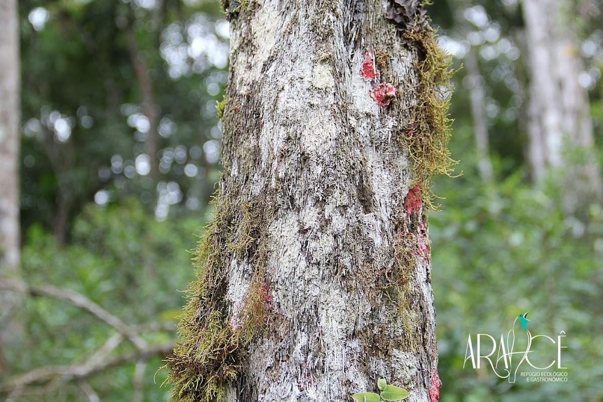 Aracê Refúgio Ecológico e Vivências Camping Tapiraí SP