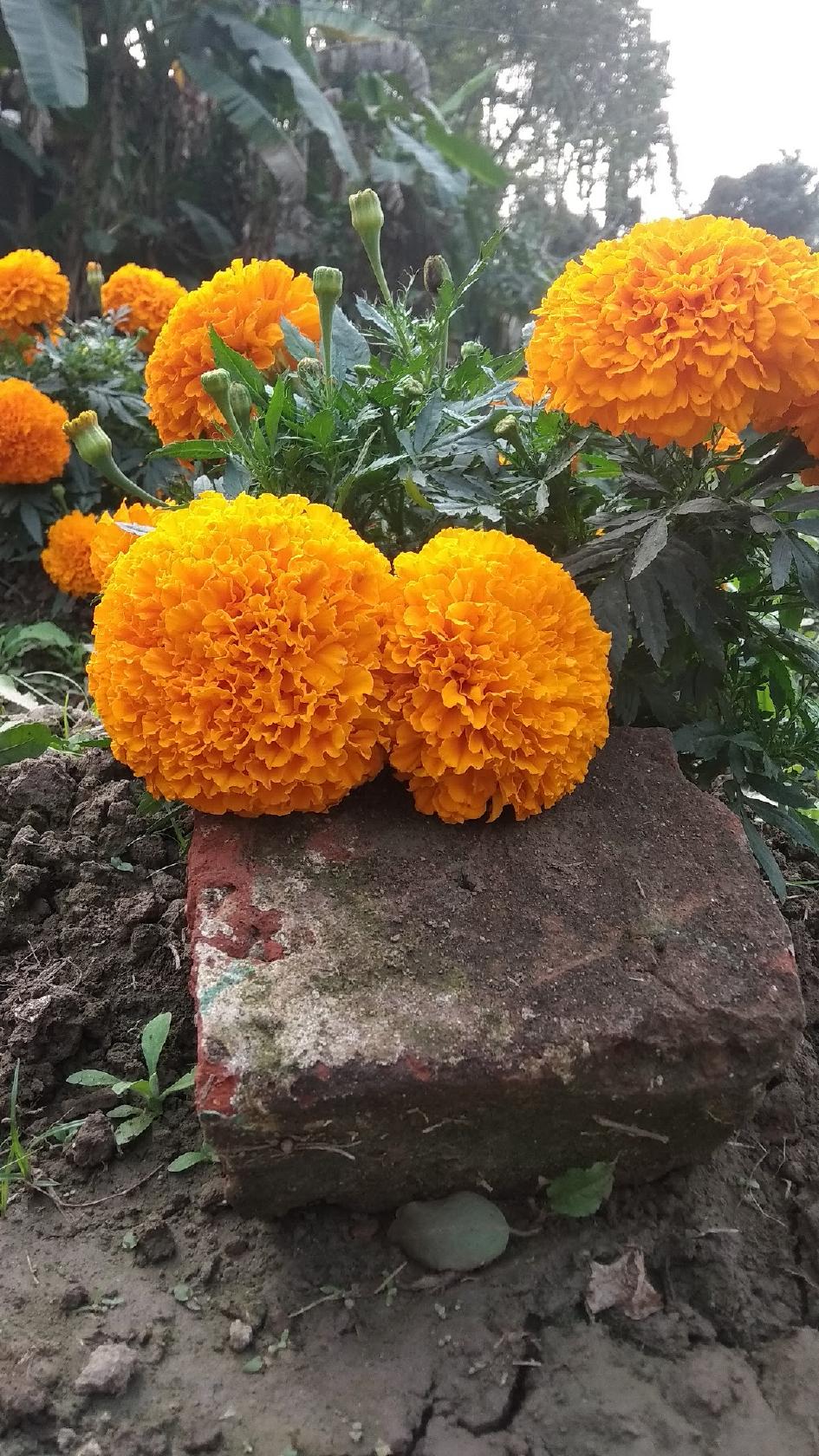 Prothom Alo Baganbari