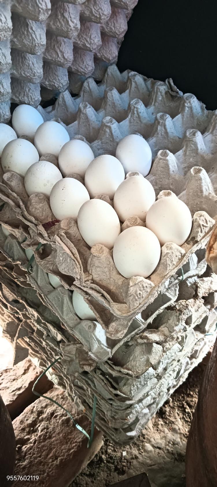 Raju Kirana Store and Food Shop