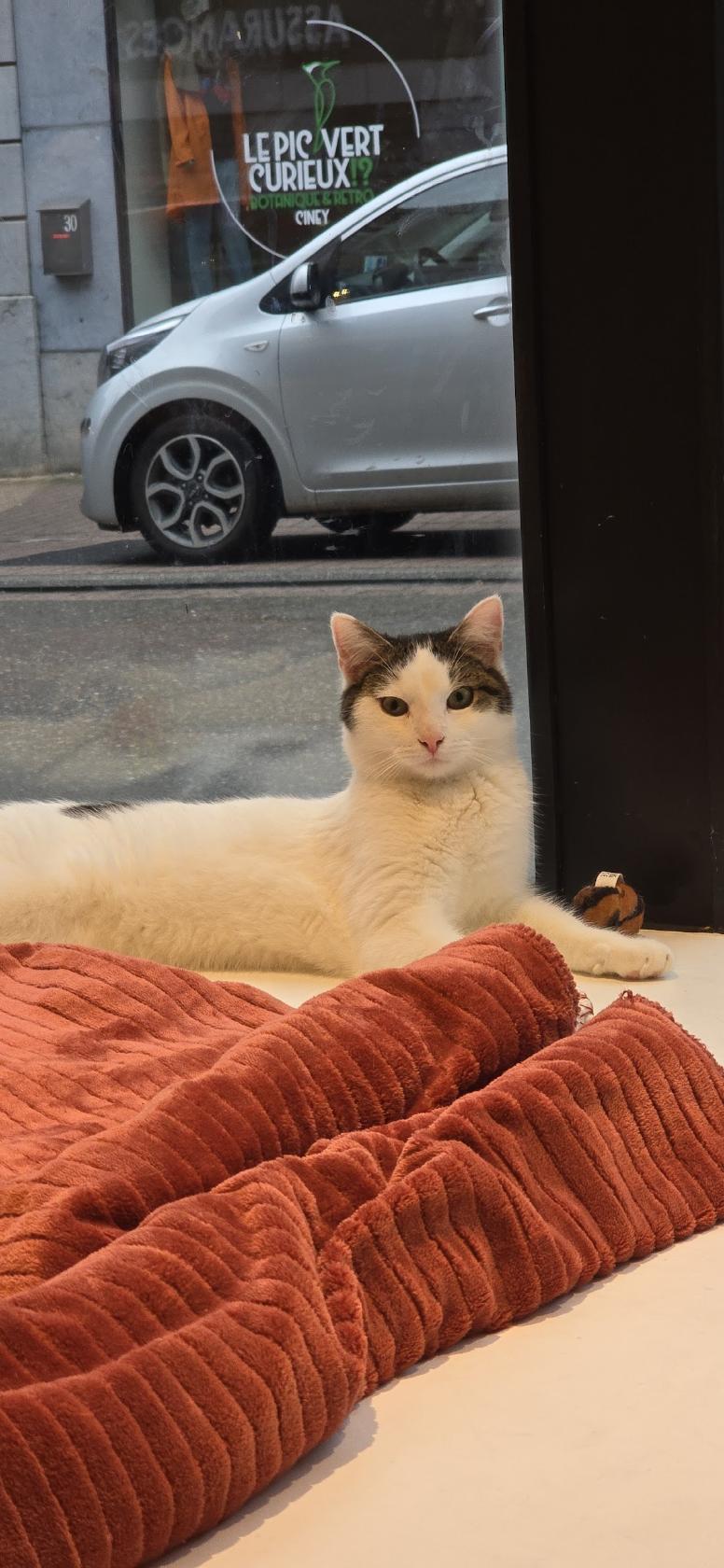 The Barvary ~ bar à chats