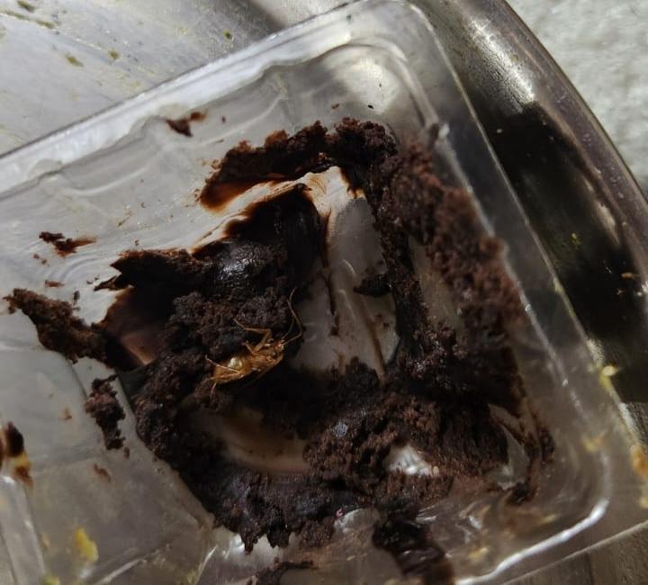 BONZELO - Biscuits & Cake