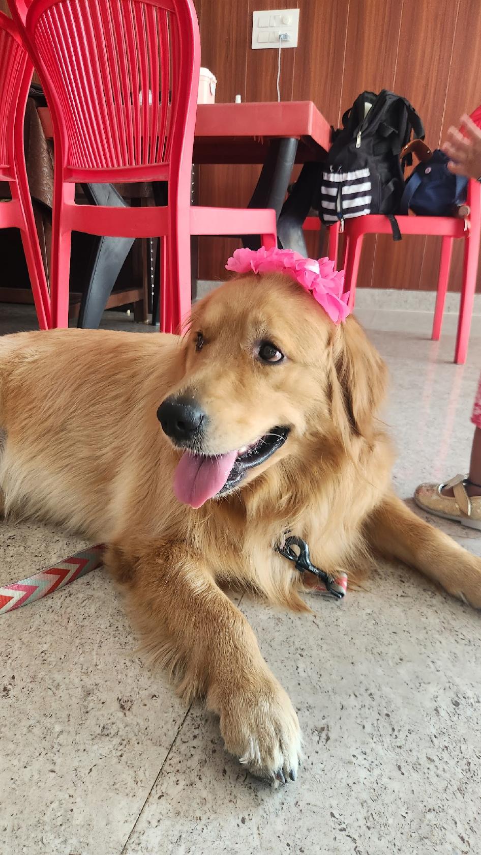 The Forest View Cafe