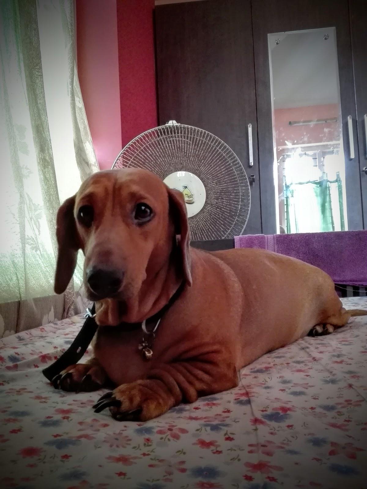 Dum Biriyani Restaurant