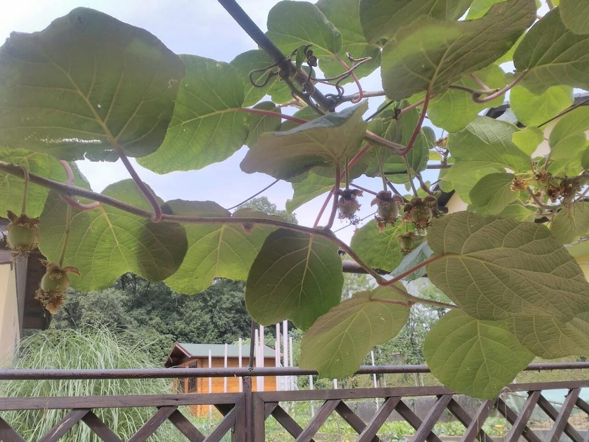 Restavracija Kovač Davor Kovač, s.p.