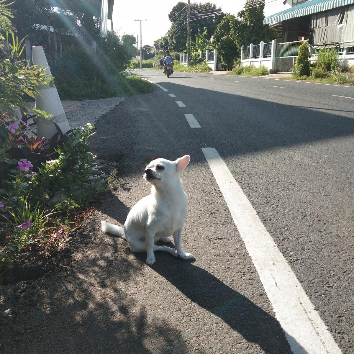 น้องไนซ์ อาหารตามสั่ง